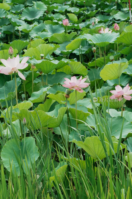 北京圆明园荷花