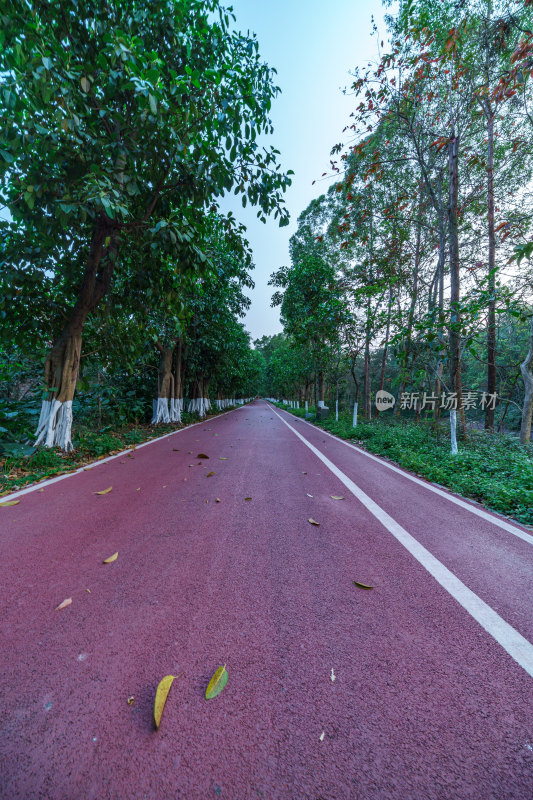 广州番禺大夫山森林公园树林红色景观跑道
