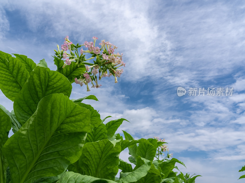 烟草烟叶农业种植绿色三农乡村振兴