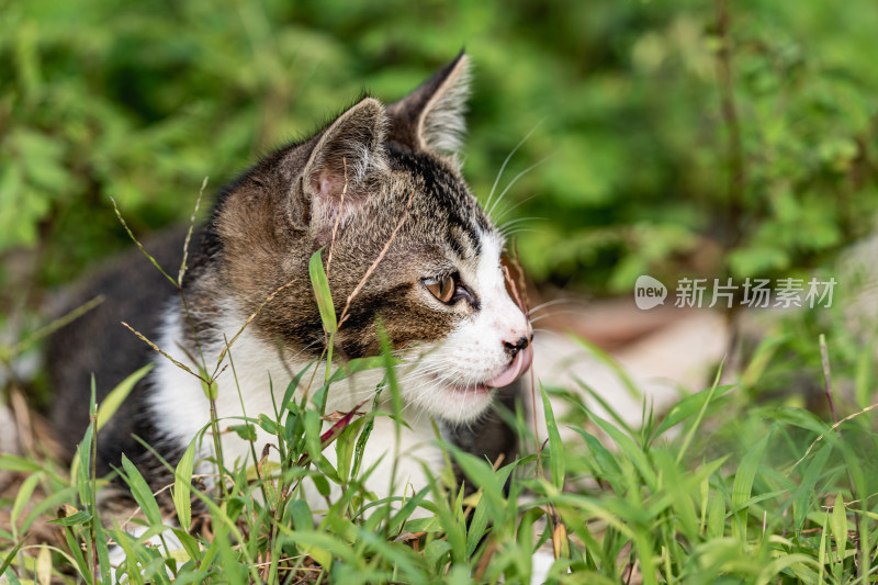 小猫咪、狸花猫、宠物猫