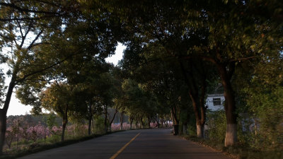 无锡太湖鼋头渚林荫道路自然风景