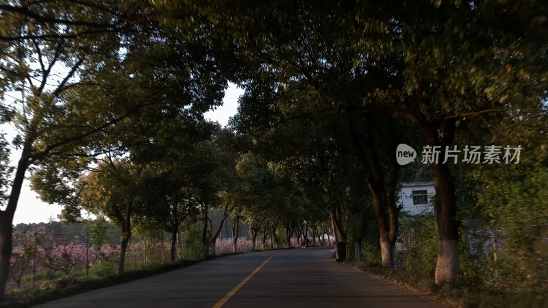 无锡太湖鼋头渚林荫道路自然风景