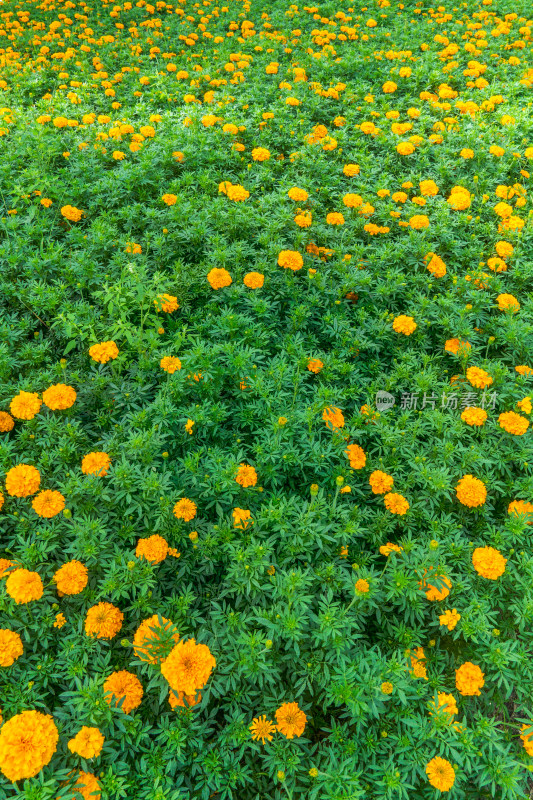 夏天公园里万寿菊花特写