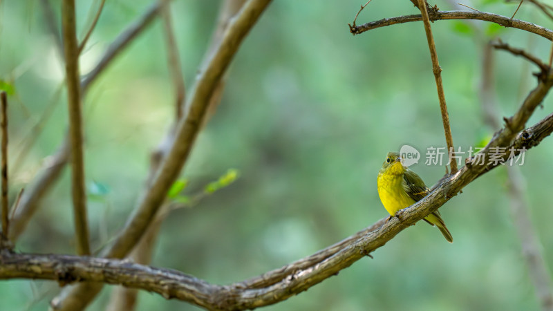 绿背姬鹟（Ficedula elisae）