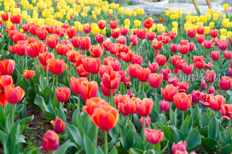 青岛中山公园一片美丽的郁金香花海