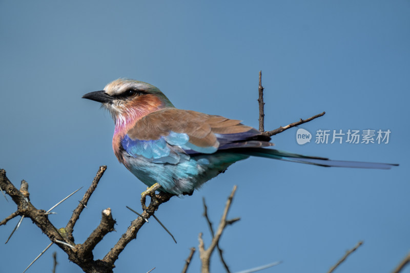 东非野生动物坦桑尼亚肯尼亚