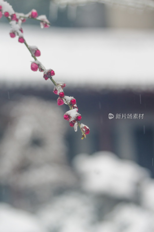 武汉东湖梅园雪中梅花盛开