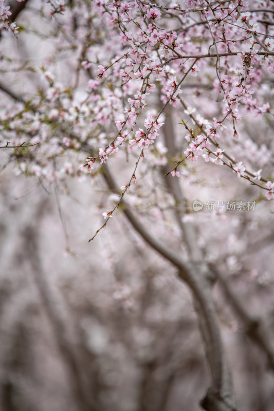 桃树桃花桃树林