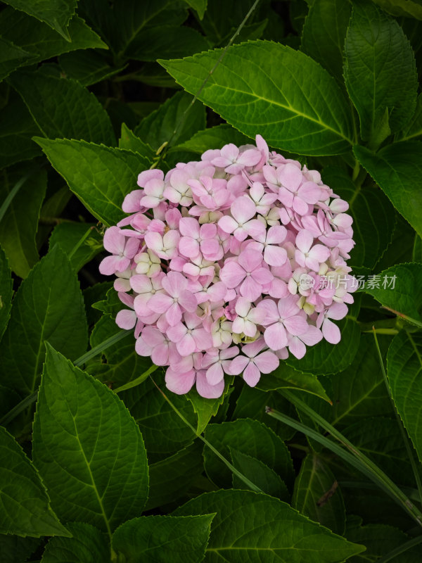 南京玄武湖花卉