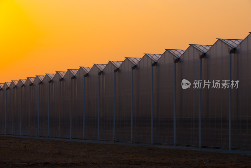 夕阳下的农业温室大棚