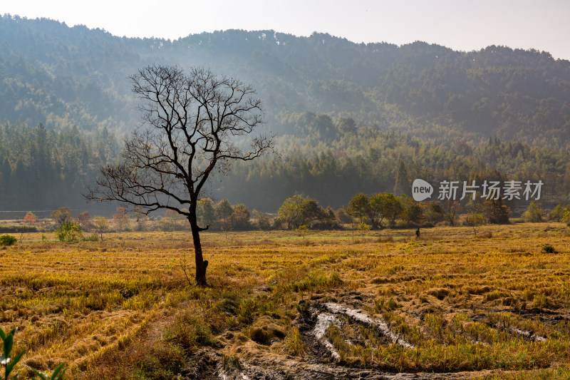 田野中孤独的枯树风景