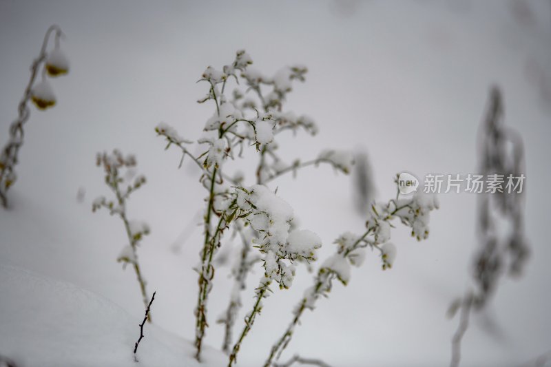 重庆酉阳：雪中月季花