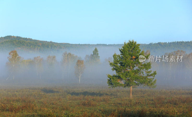 晨雾中的单棵树木与森林景观