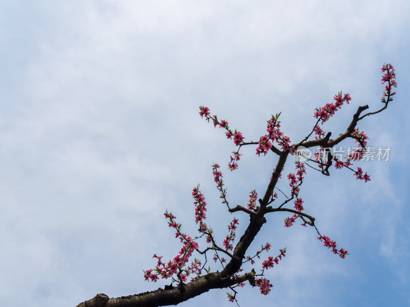 春天桃花盛开