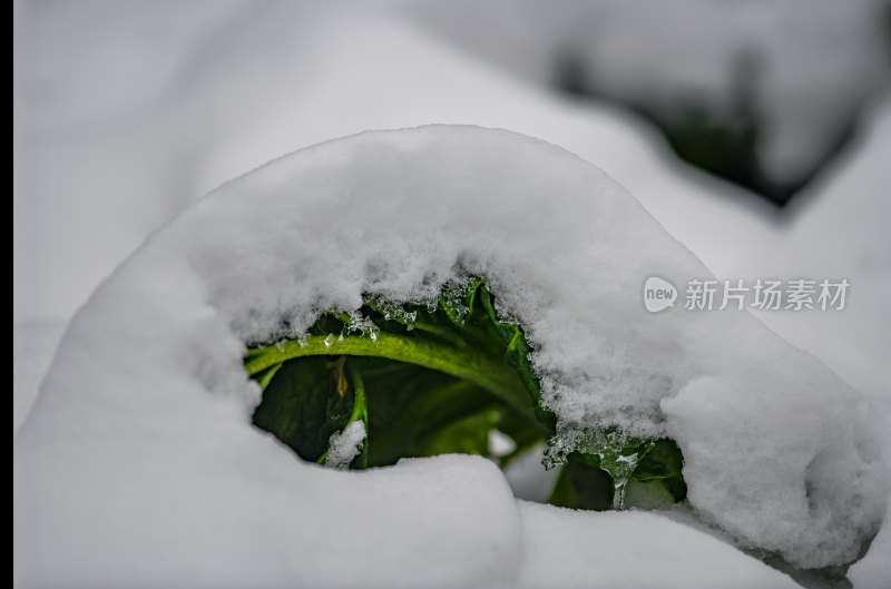 重庆酉阳：庭院橘子蔬菜与白雪