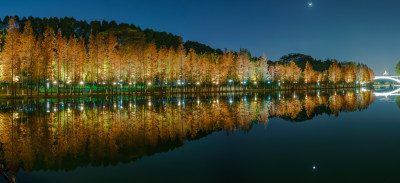 佛山千灯湖南海活水公园落羽杉夜景全景长图