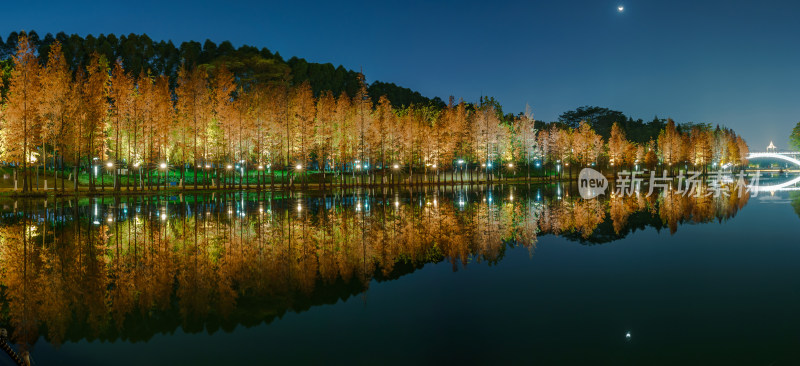 佛山千灯湖南海活水公园落羽杉夜景全景长图