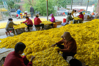 菊花金丝皇菊农业种植丰收采摘加工