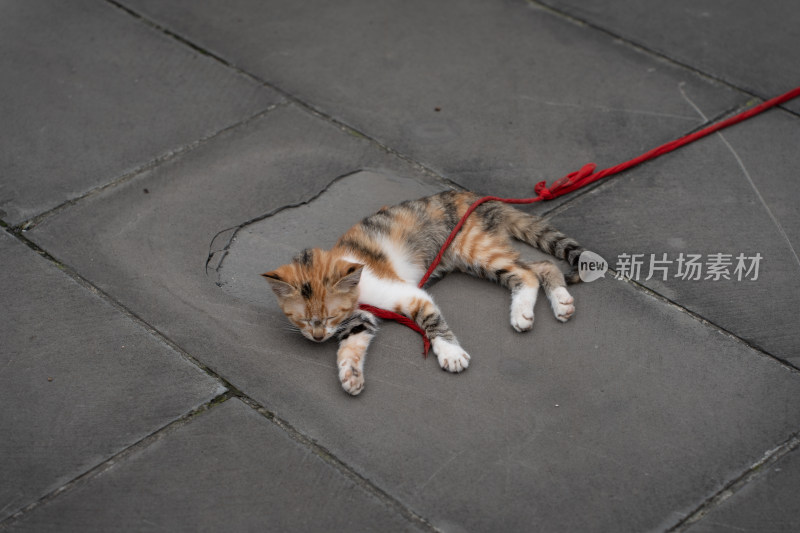 四川德阳什邡市罗汉寺内养的三花猫