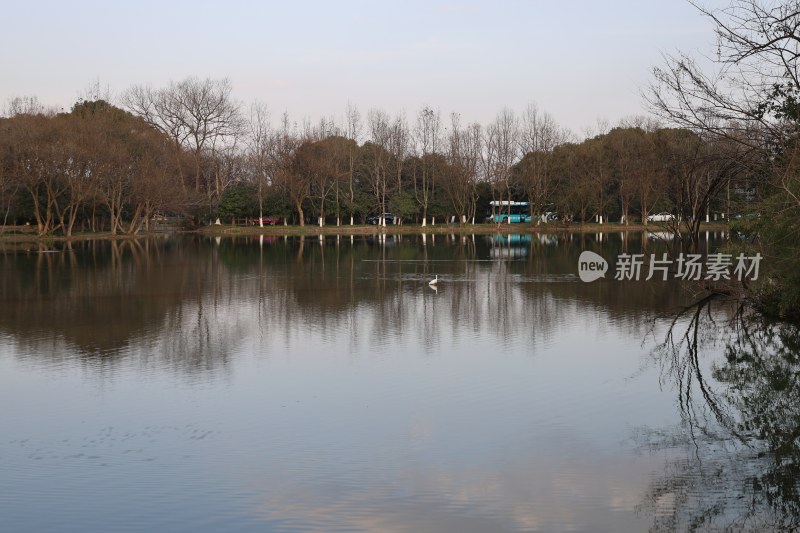 平静湖面与岸边树林风景