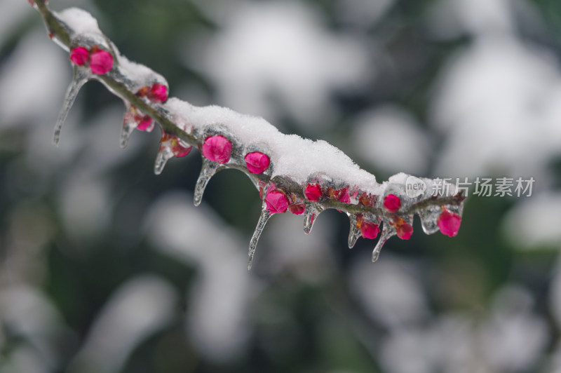 武汉东湖梅园雪中梅花盛开