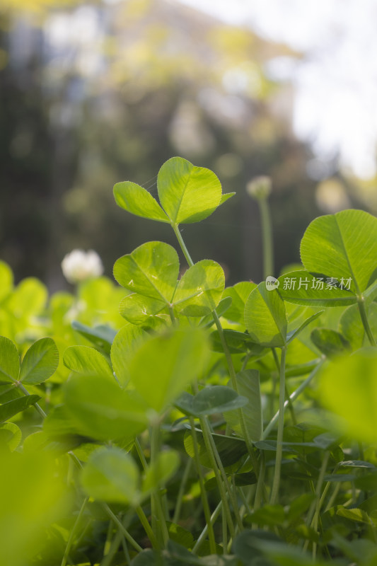 绿色三叶草幸运草植物