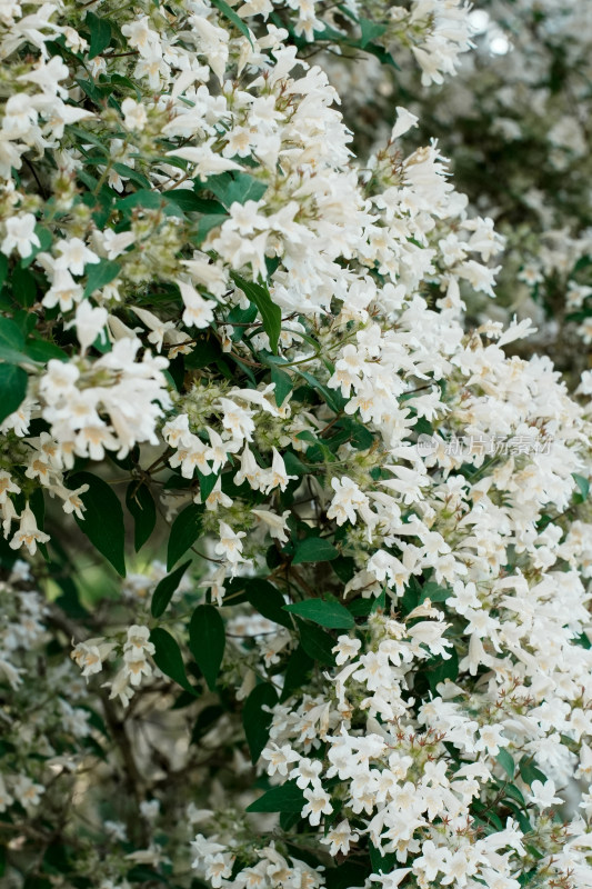 北京国家植物园猬实花