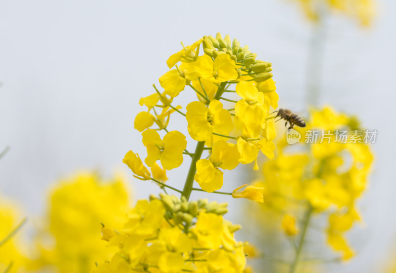 春天百花盛开