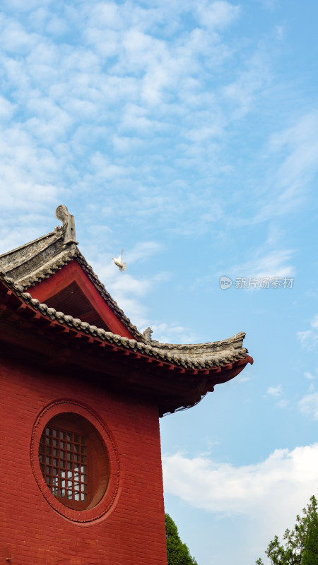 中国洛阳白马寺古建筑屋檐有鸽子飞来