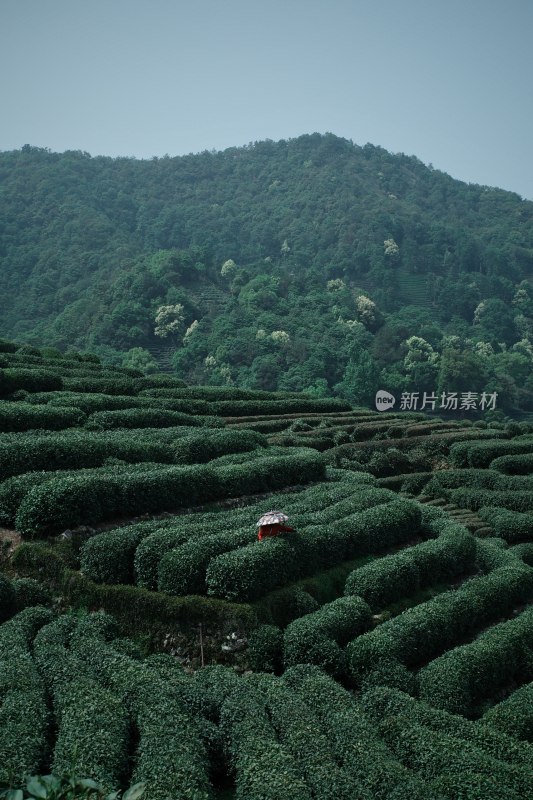 山坡上的大片茶园景观