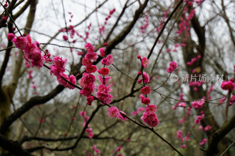 梅与梅花 南京梅花山