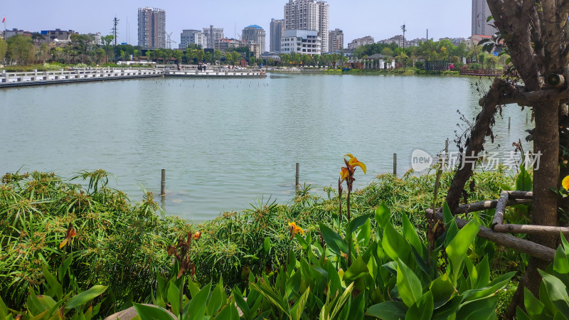 城市湖边绿植与建筑景观