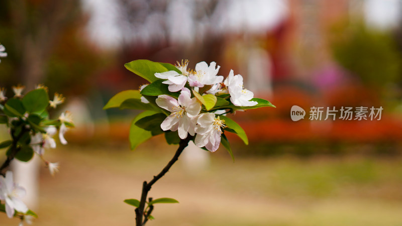 春季郊游赏花