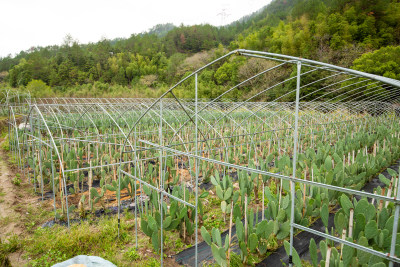 仙人掌种植基地