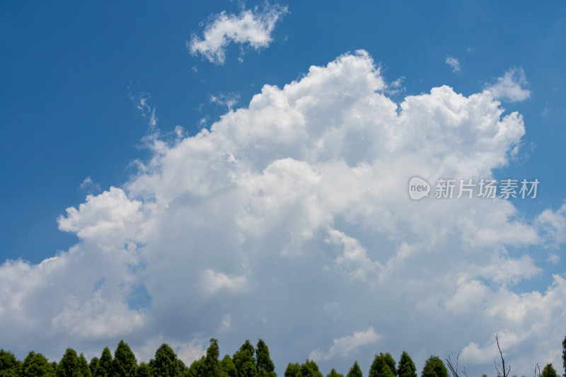 蓝天白云下的葱郁树林自然景观