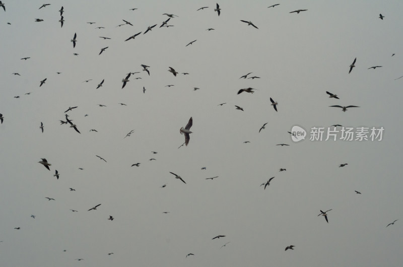 仰拍天空中的成群结队的海鸥