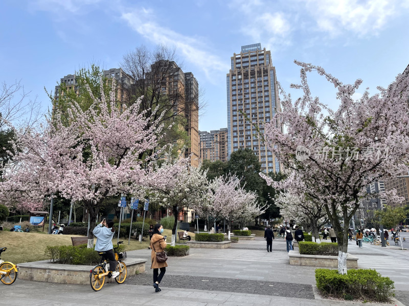 春日都市里的樱花盛景