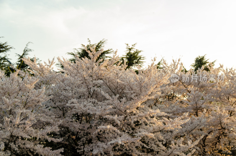 春天公园中雪白的的樱花盛开着