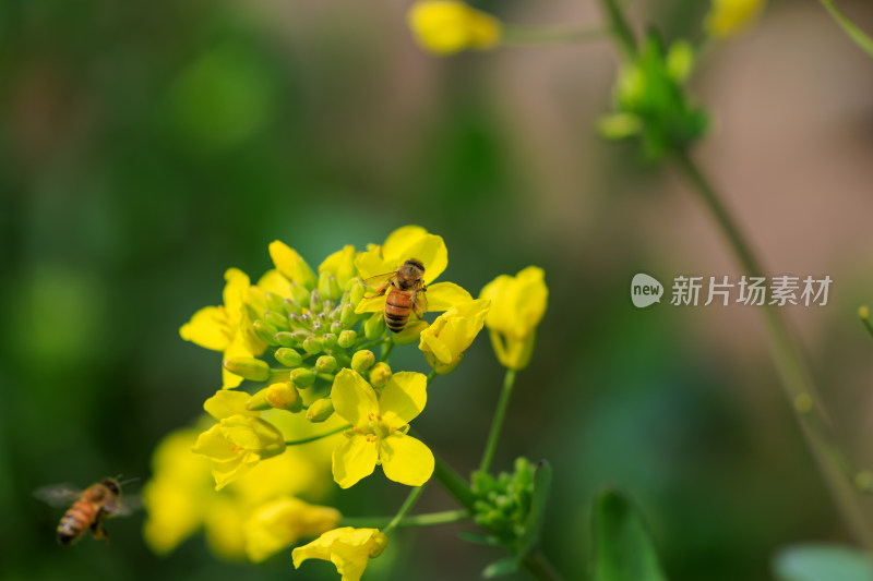 蜜蜂采蜜在油菜花上