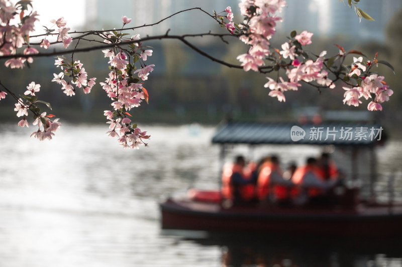 春天的花朵