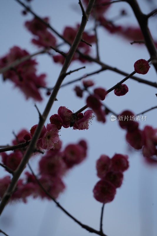 娇艳红梅盛开的花枝特写