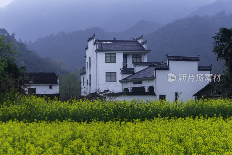 婺源油菜花田