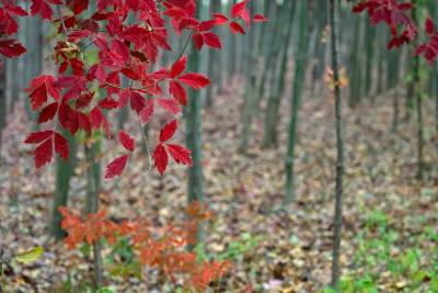 秋天霜降红叶