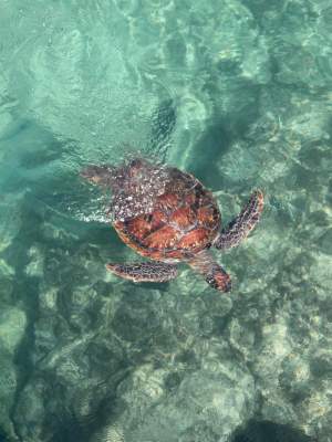 乌龟海龟两栖动物