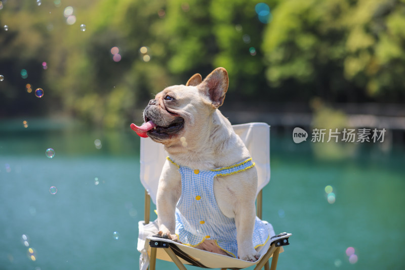 湖边坐在椅子上的法国斗牛犬