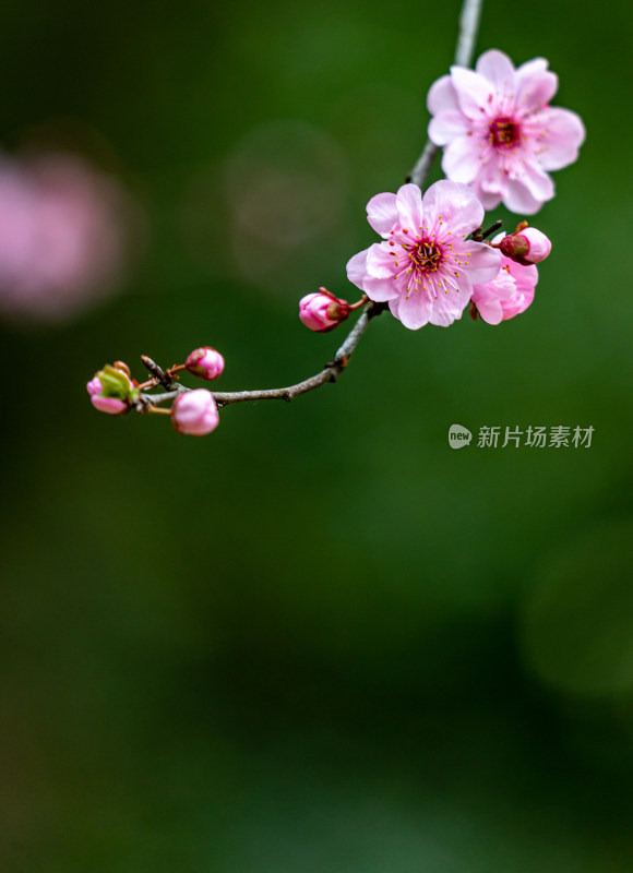 南京明孝陵梅花山梅花开