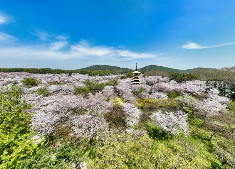 湖北武汉东湖樱花园里的五重塔远景航拍