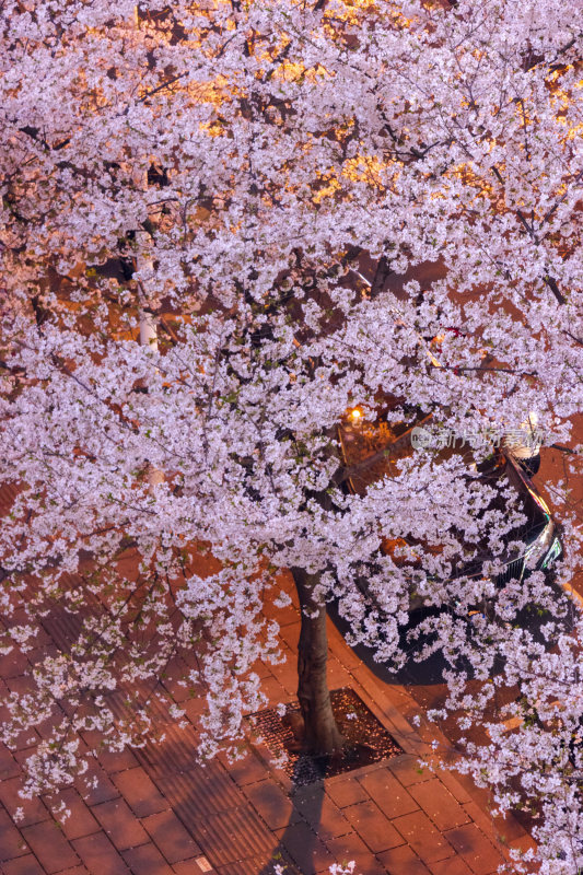 湖南常德府坪街春季樱花街道夜景