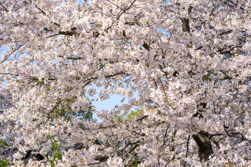 武汉东湖樱花园白色樱花盛开