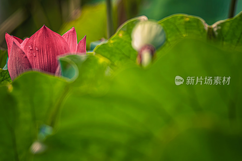 雨后荷花上的水珠